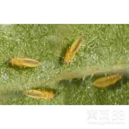 山東濰坊薊馬殺蟲劑產品批發——物美價廉，高效防治蔬菜與花卉害蟲